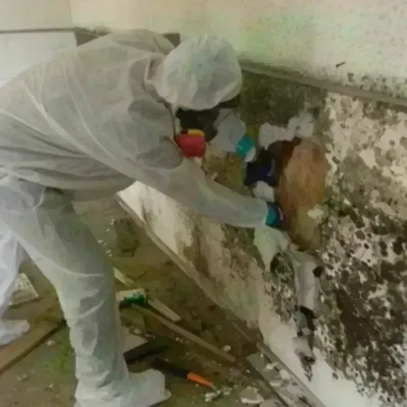 Mold Remediation and Removal in Sumner, IL